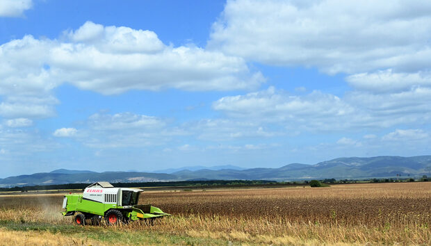 Who is who in Bulgarian grain