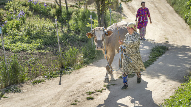 The older generation in Ablanitsa tend to live in a gendered system whereby men work as lumberjacks and women tend to the cows. The older generation in Ablanitsa tend to live in a gendered system whereby men work as lumberjacks and women tend to the cows.