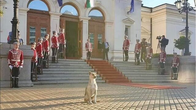 Picture of the week: The unlikely canine star of the Parliament opening