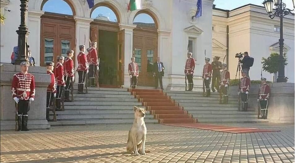Picture of the week: The unlikely canine star of the Parliament opening